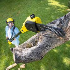 Best Stump Grinding and Removal  in Fairforest, SC